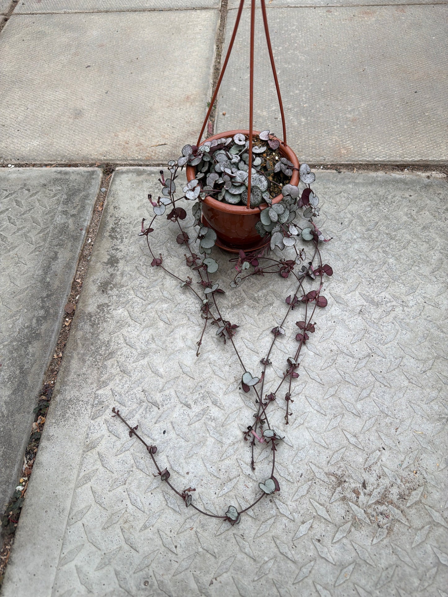 4" HB String of Hearts 'Silver Glory'
