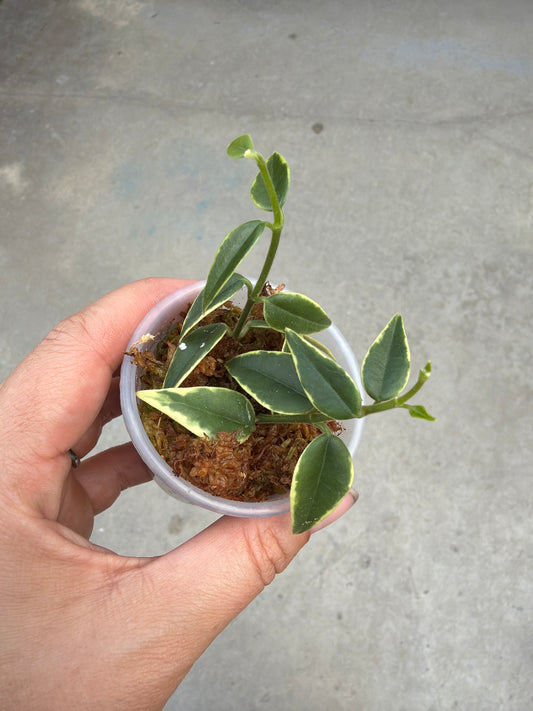 2" Hoya 'Bella' (outer variegated)
