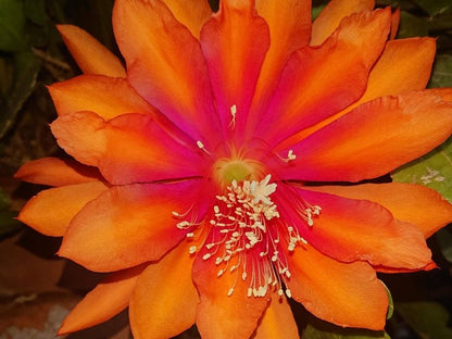 Epiphyllum (4 colours available)