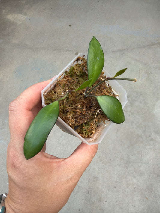 3" Hoya davidcummingii