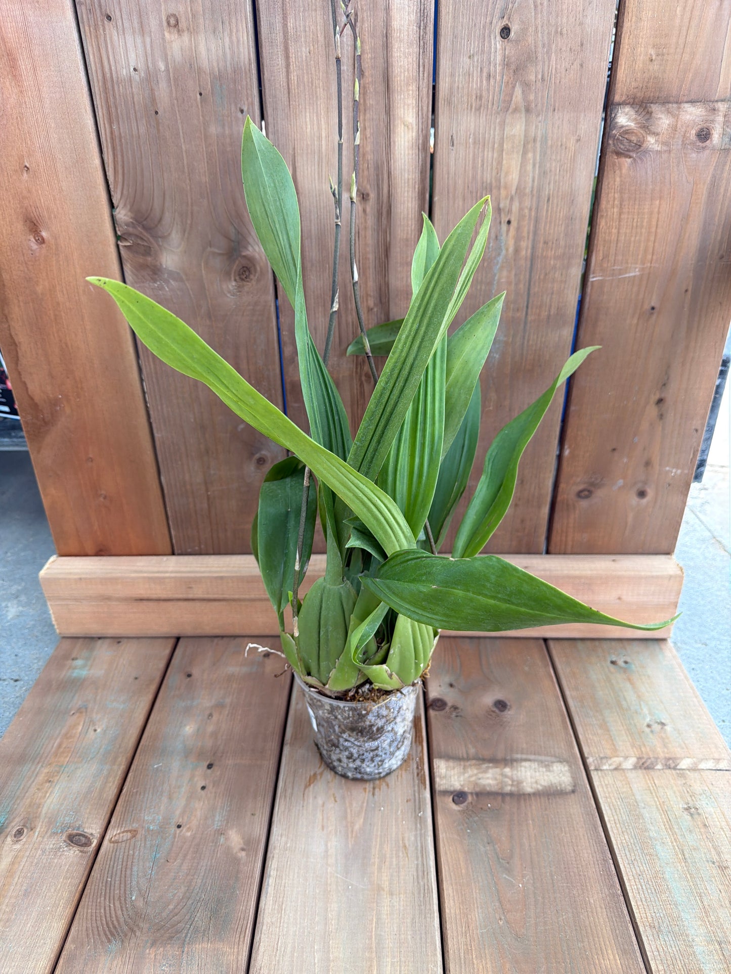 4.5" Oncidium 'Sharry Baby'