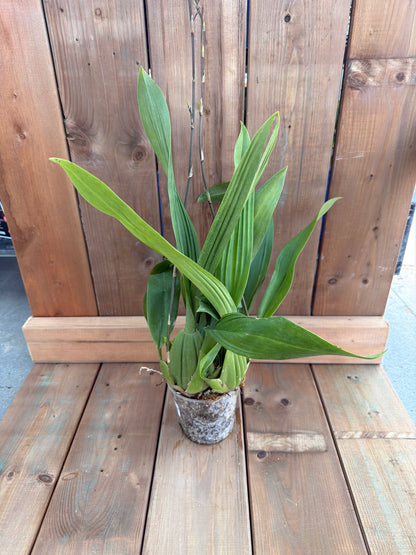 4.5" Oncidium 'Sharry Baby'