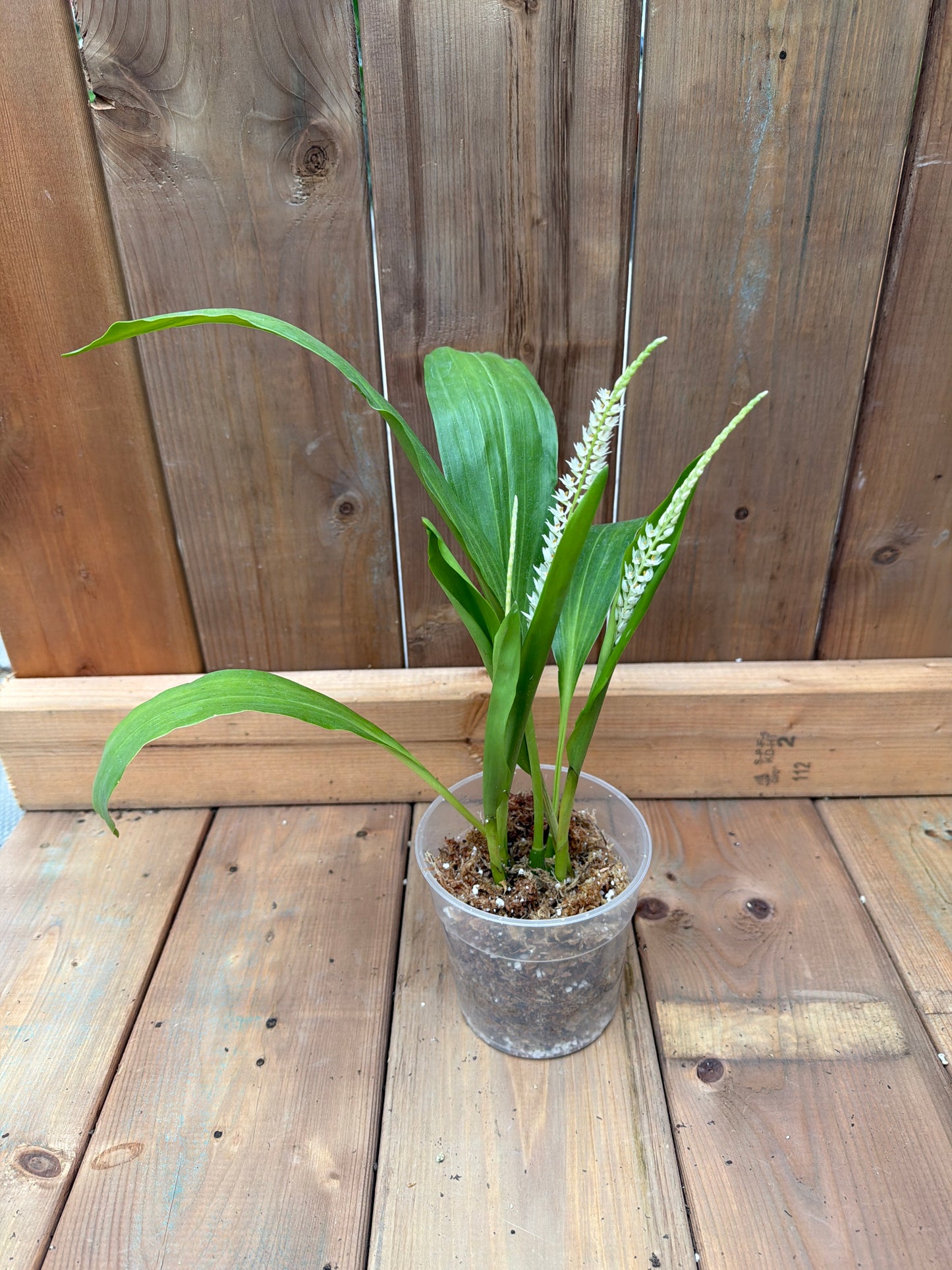 4.5" Dendrochilum glumaceum