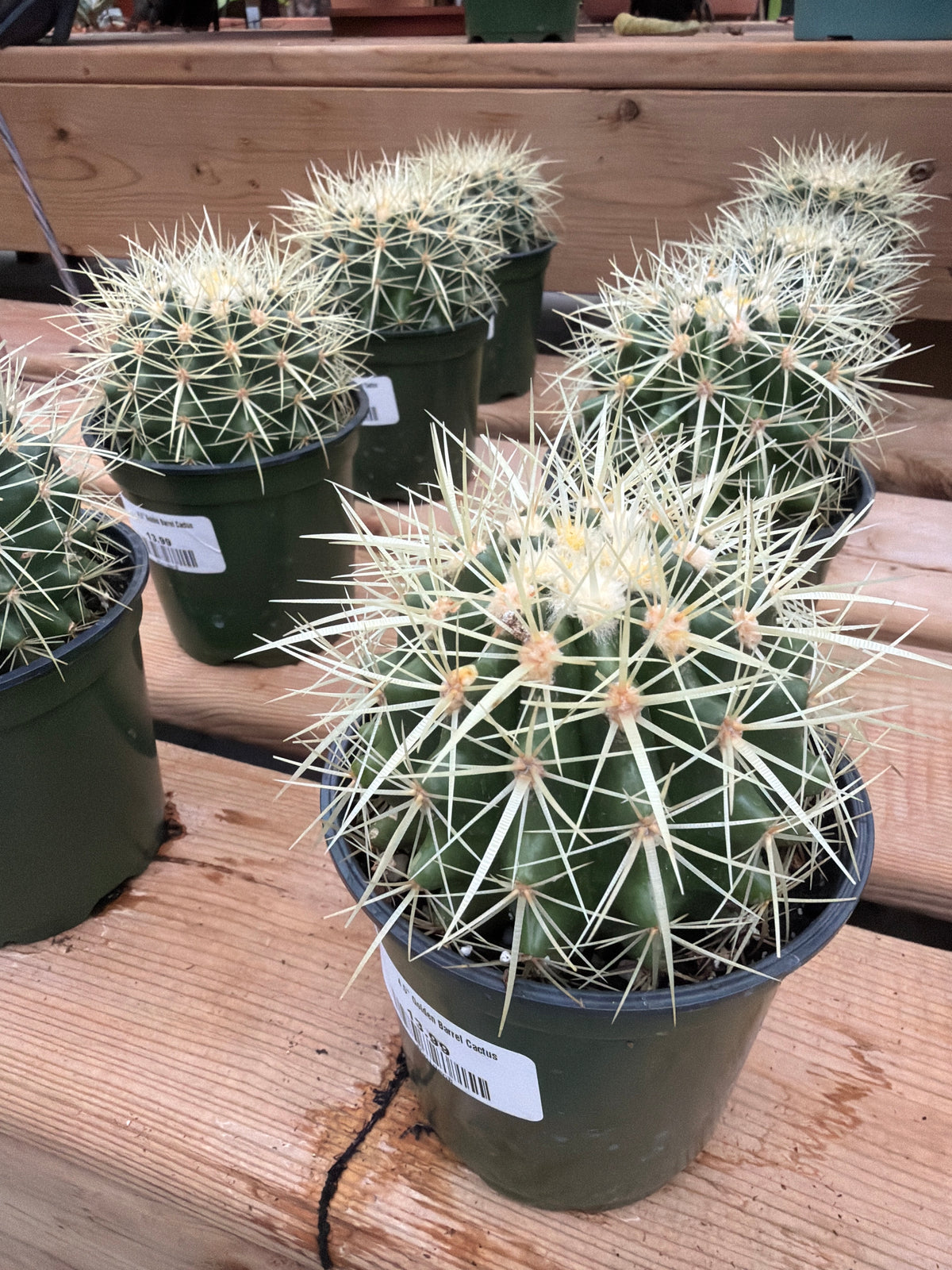 4.5" Golden Barrel Cactus