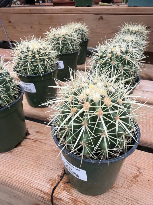 4.5" Golden Barrel Cactus