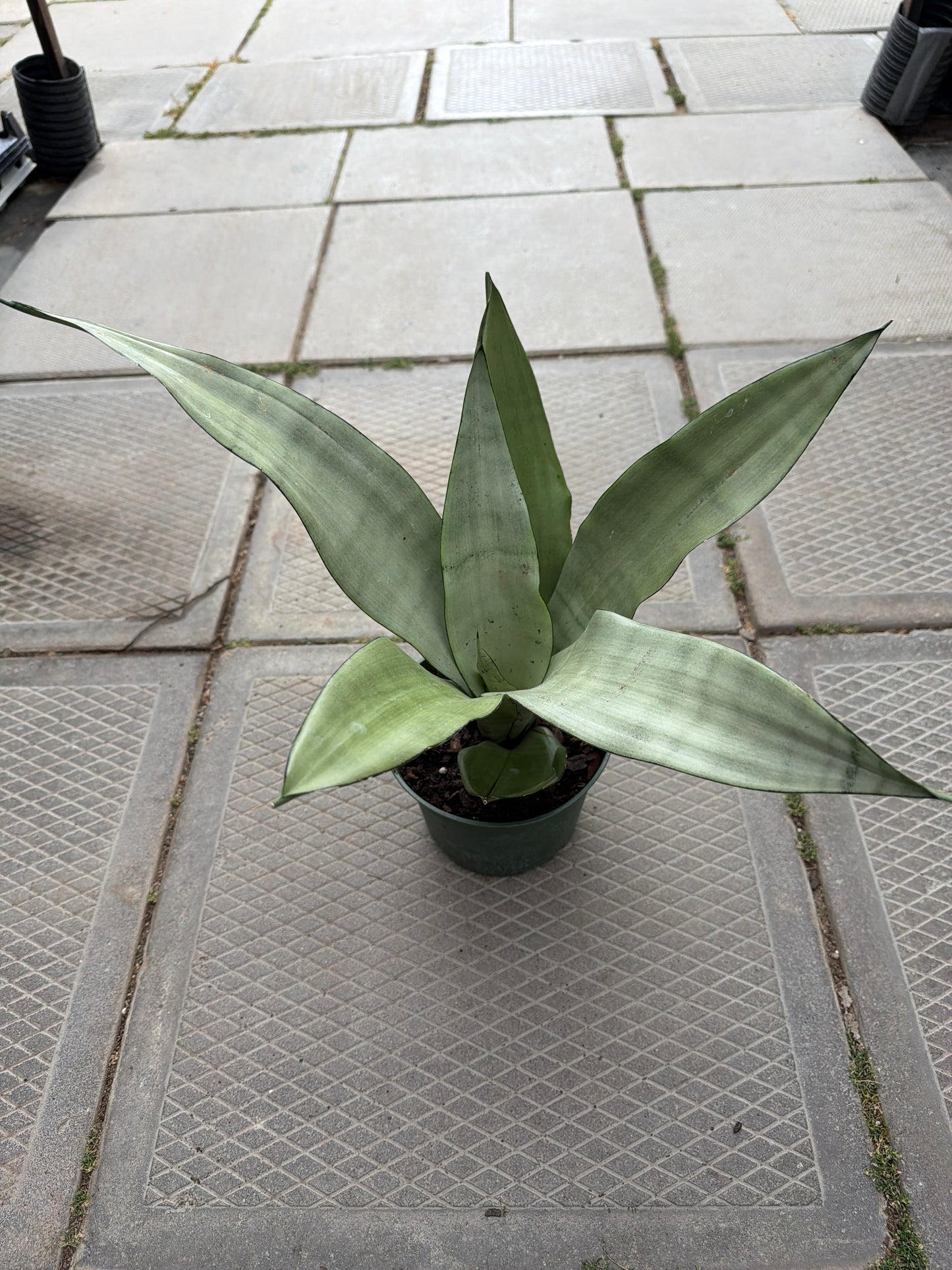 6" Sansevieria Moonshine