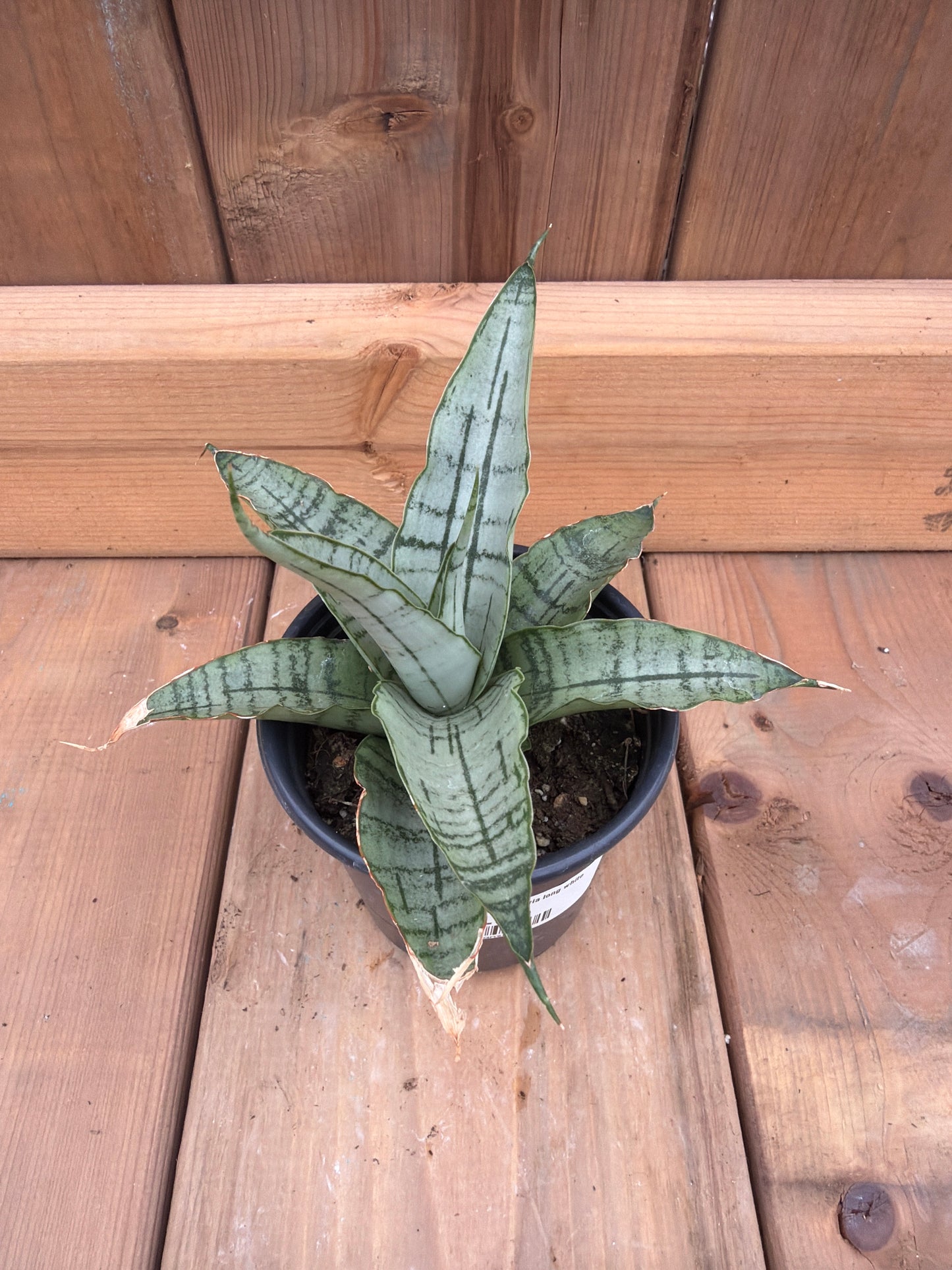 3.5" Sansevieria long white