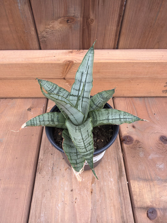 3.5" Sansevieria long white