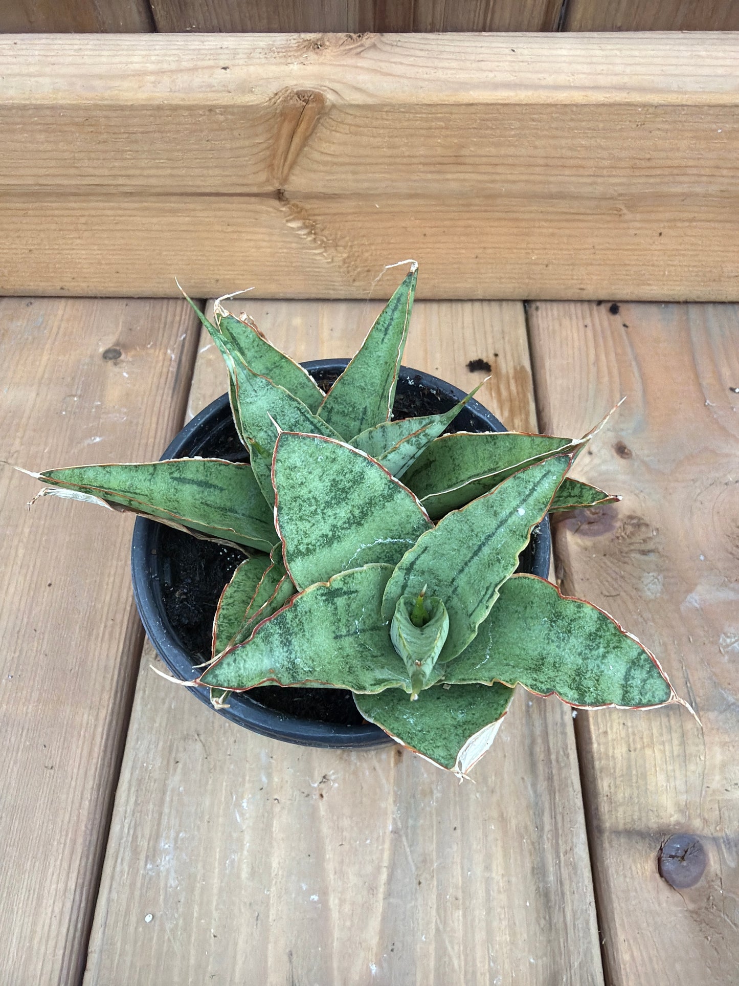 3.5" Sansevieria Snowflake