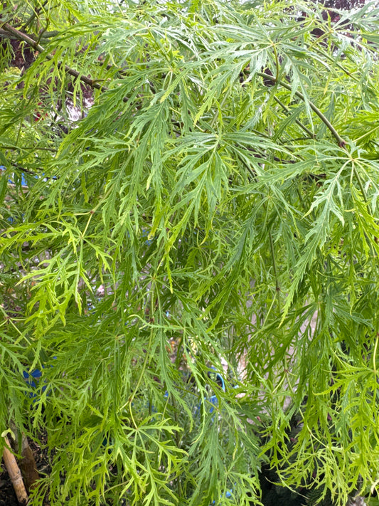 GREEN CUTLEAF JAPANESE MAPLE 7G