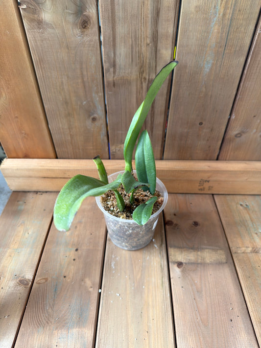 6" Cattleya Sierra Blanca Mount Whitner Am.aos