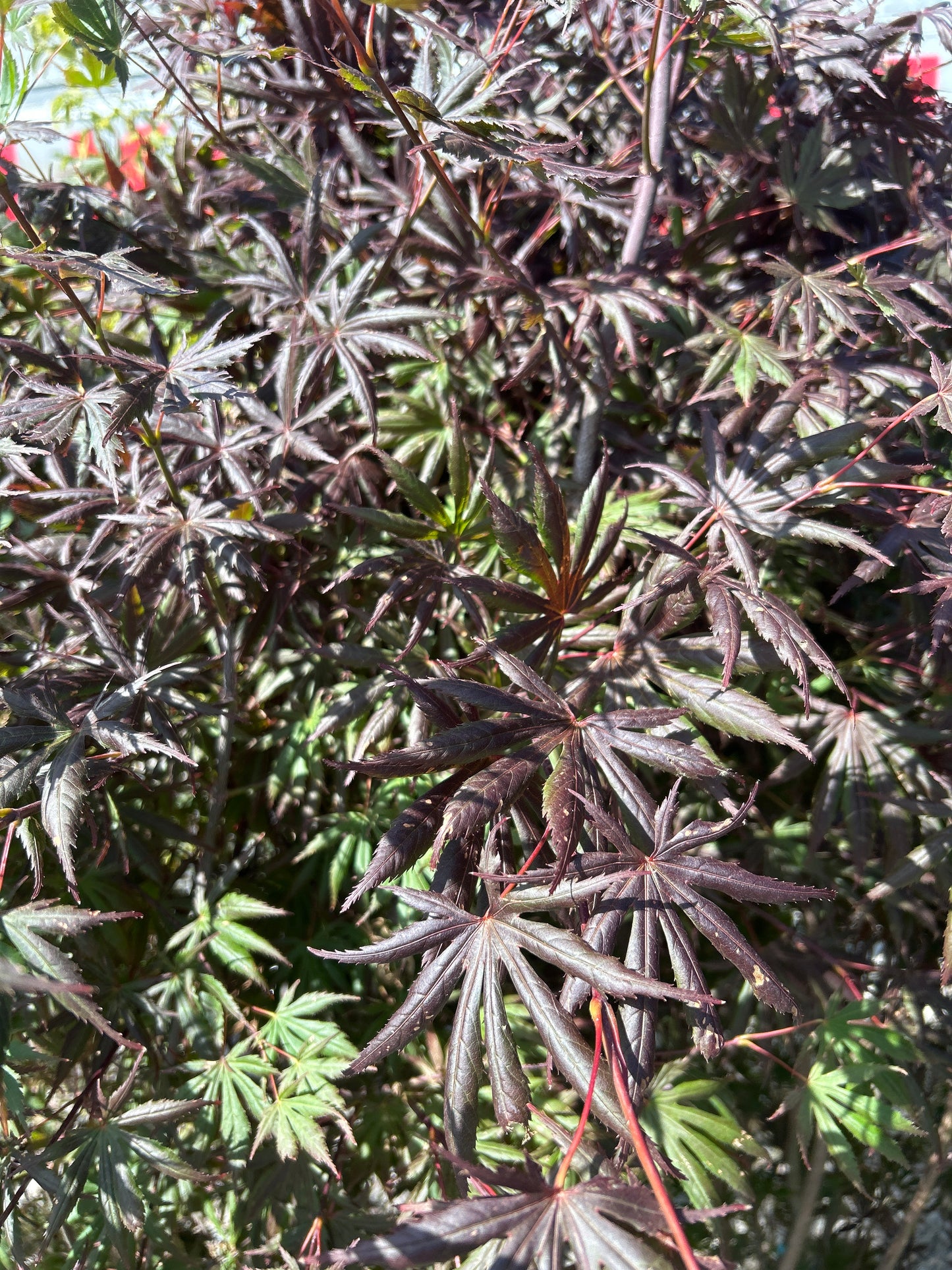 Trompenburg Japanese Maple