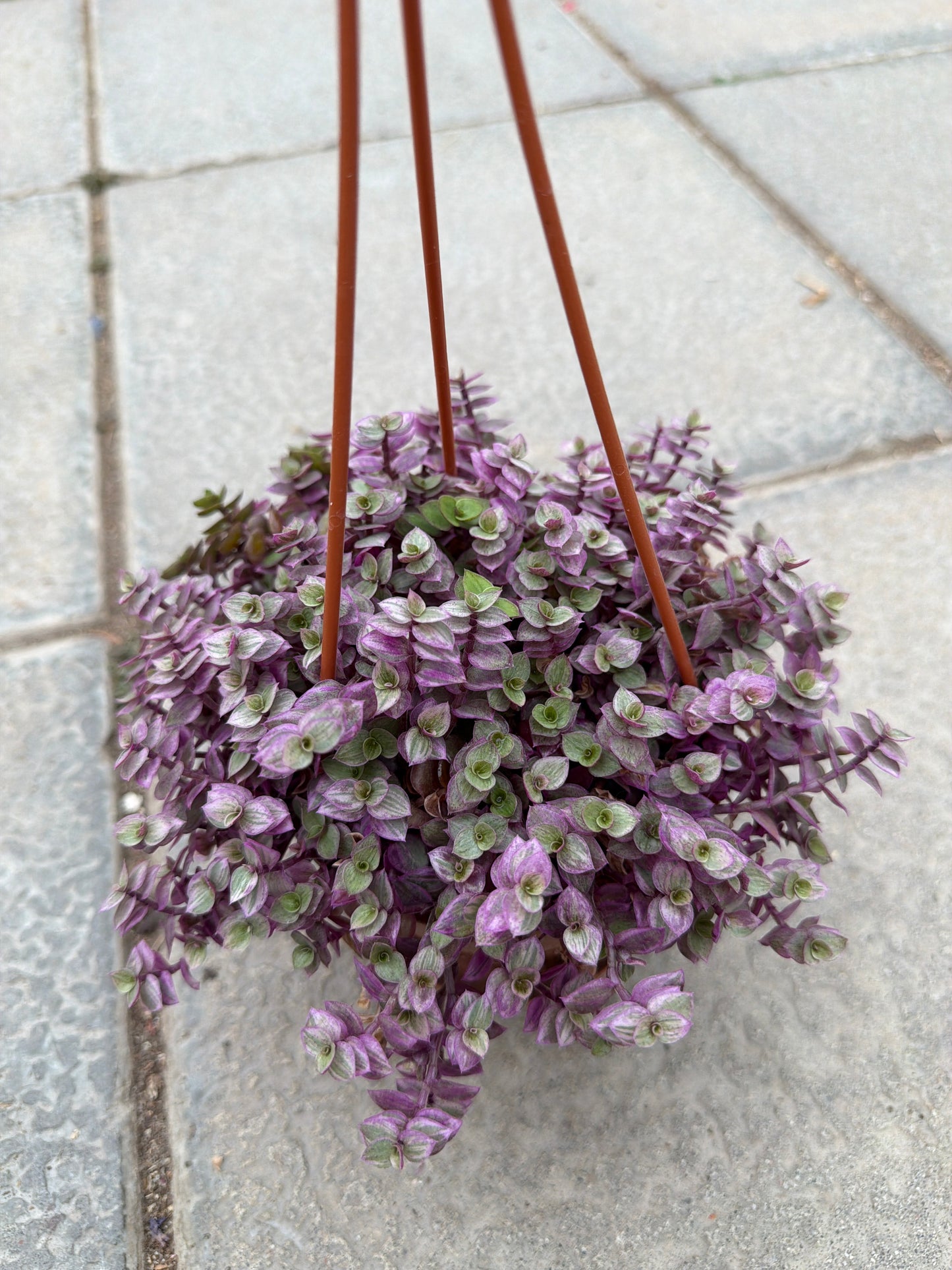 4” HB Callisia repens ‘Pink Lady’