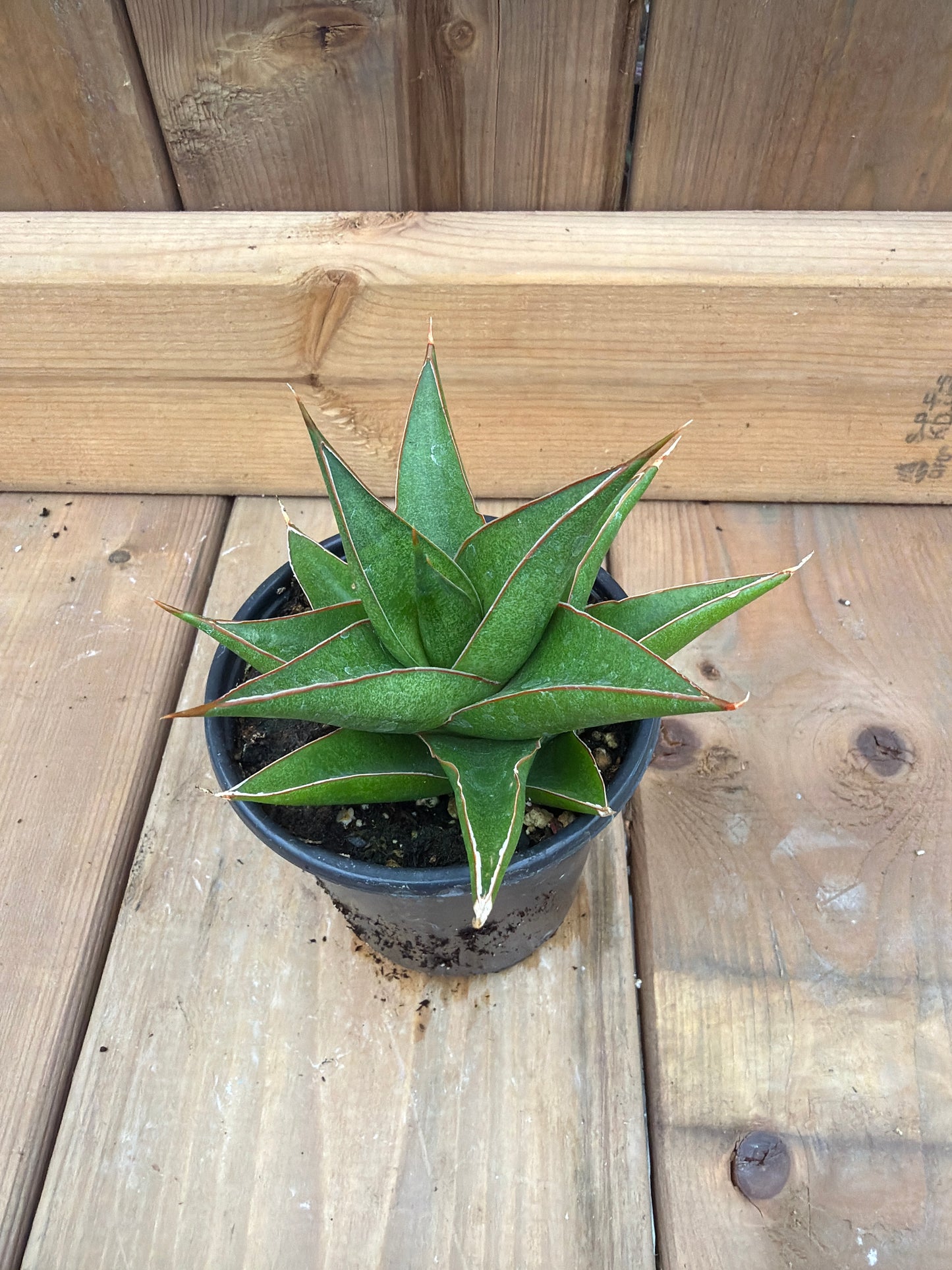 3.5" Sansevieria Tower Blue