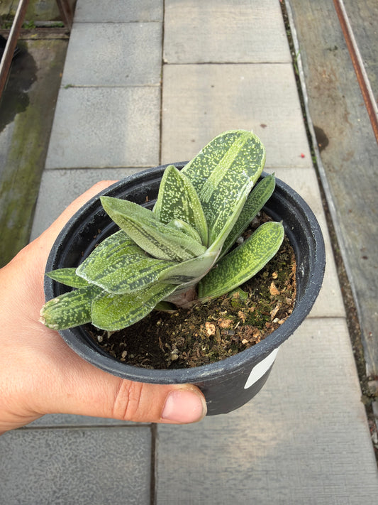 4" Gasteria 'Little Warty'