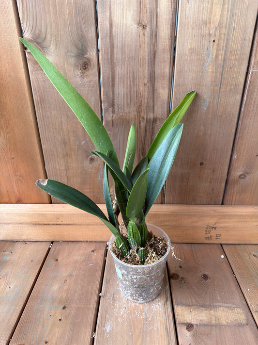 4.5" Laeliocattleya Margaret Ackerley