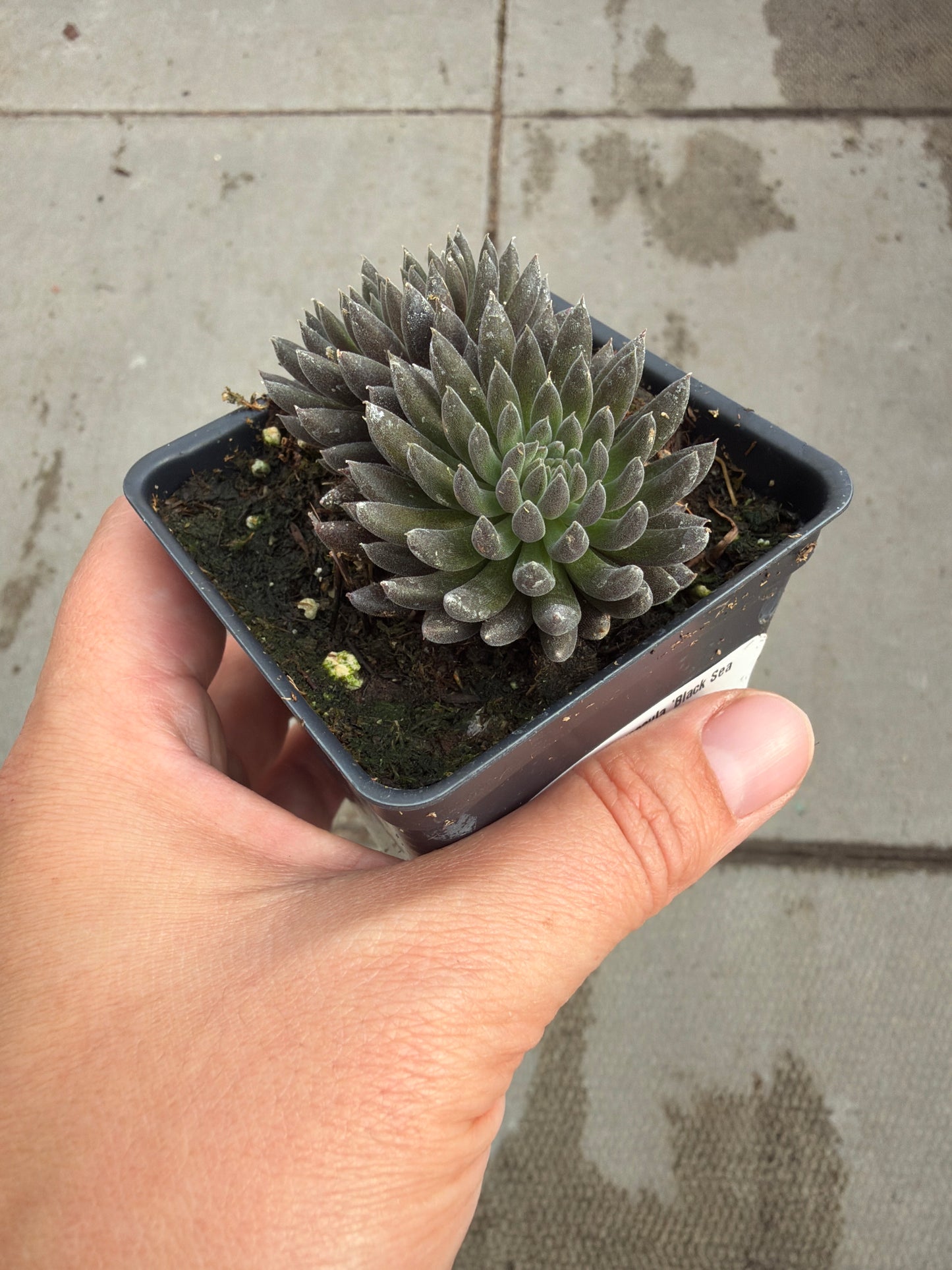 2.5" Sinocrassula 'Black Sea Urchin'