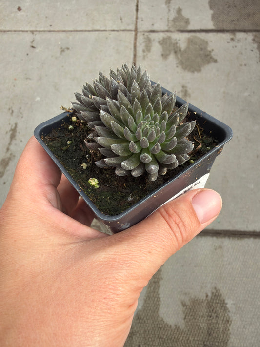 2.5" Sinocrassula 'Black Sea Urchin'