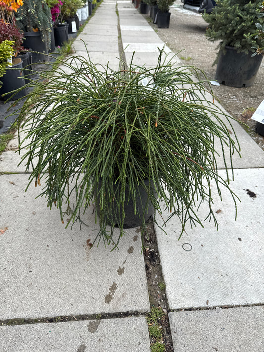Whipcord Cedar