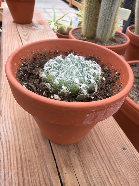 3" Haworthia arachnoidea