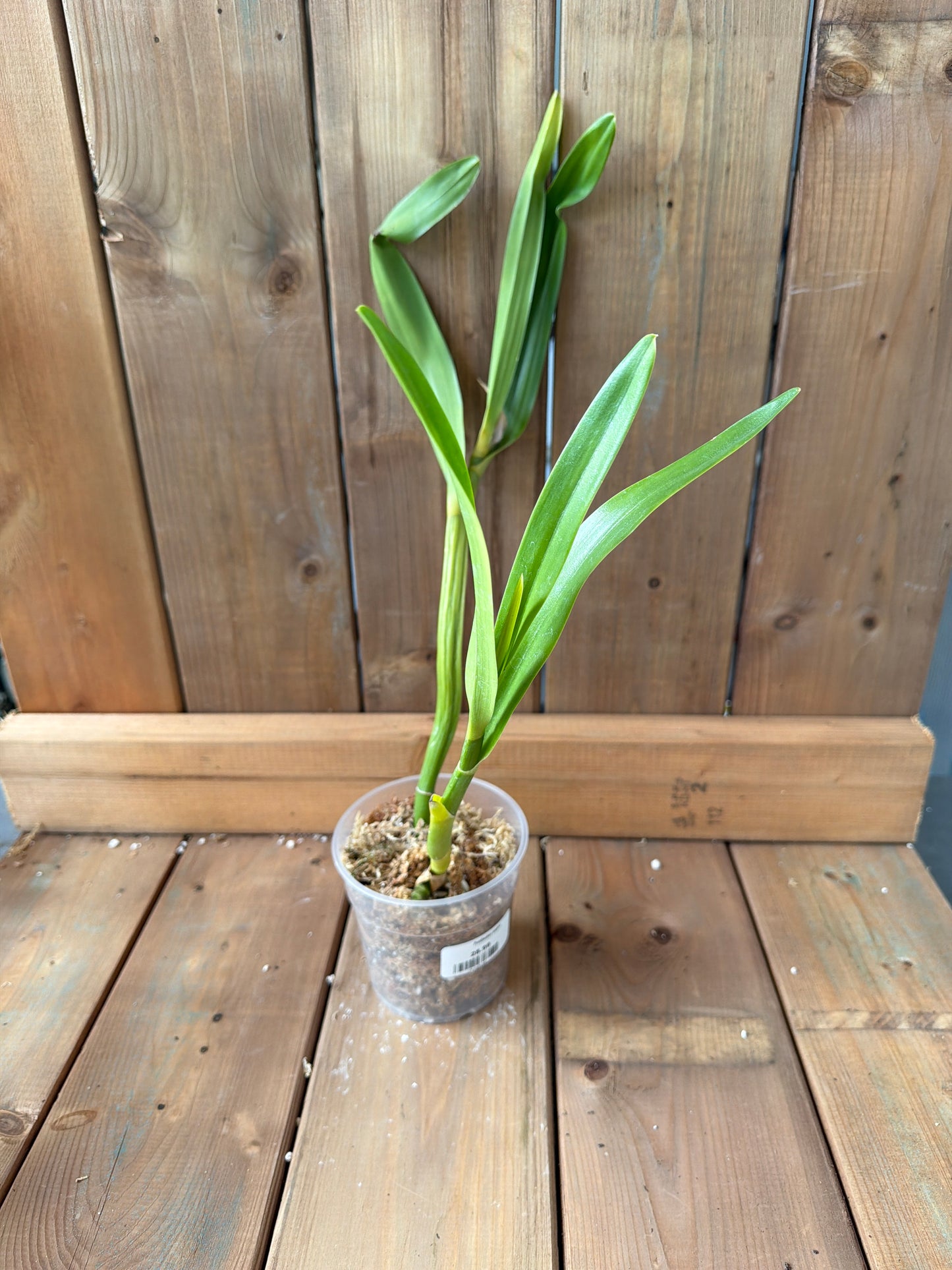 4.5" Prosthechea sceptra