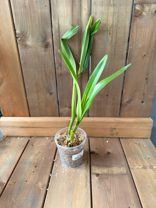 4.5" Prosthechea sceptra