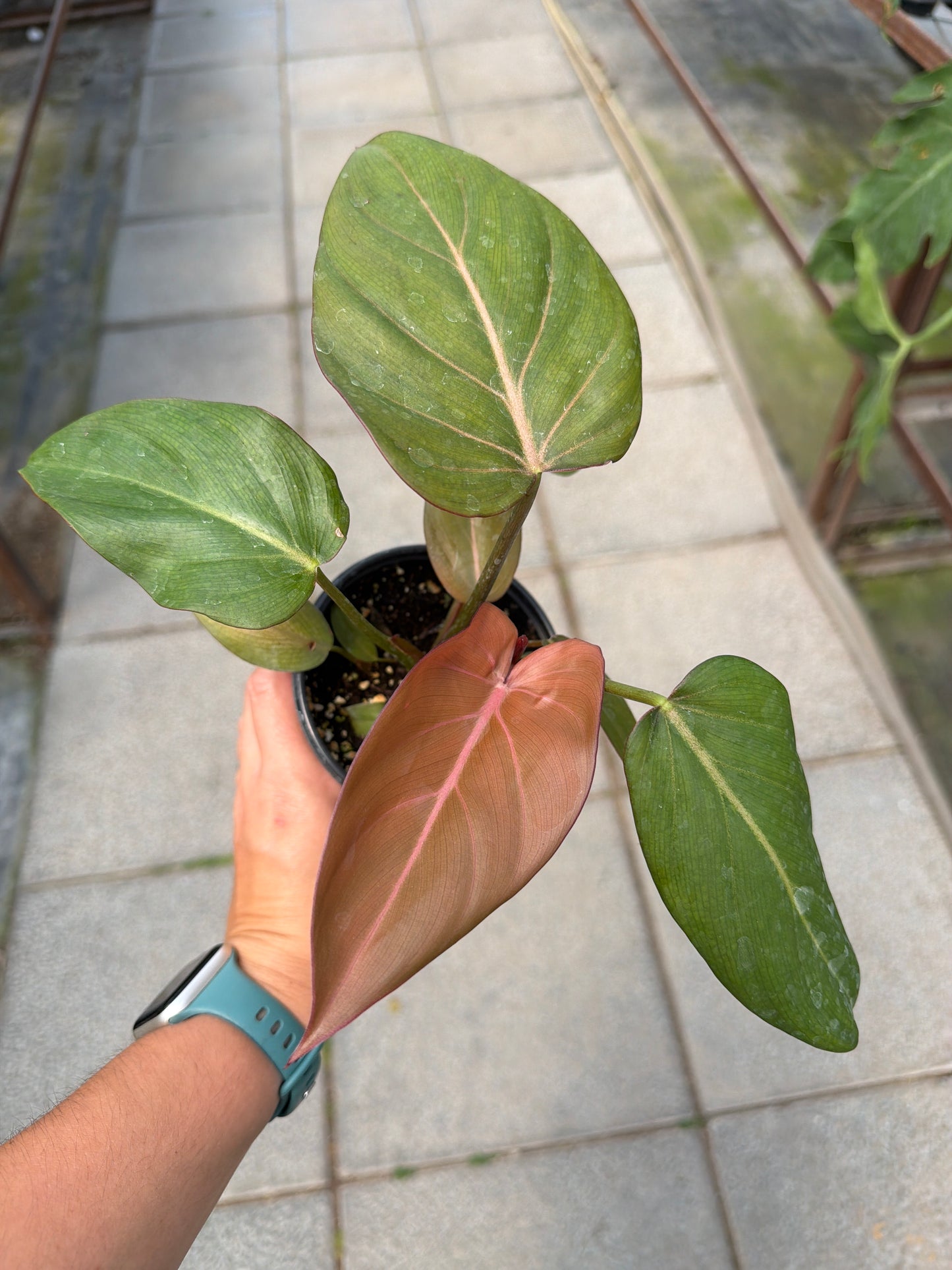 4” Philodendron Summer Glory