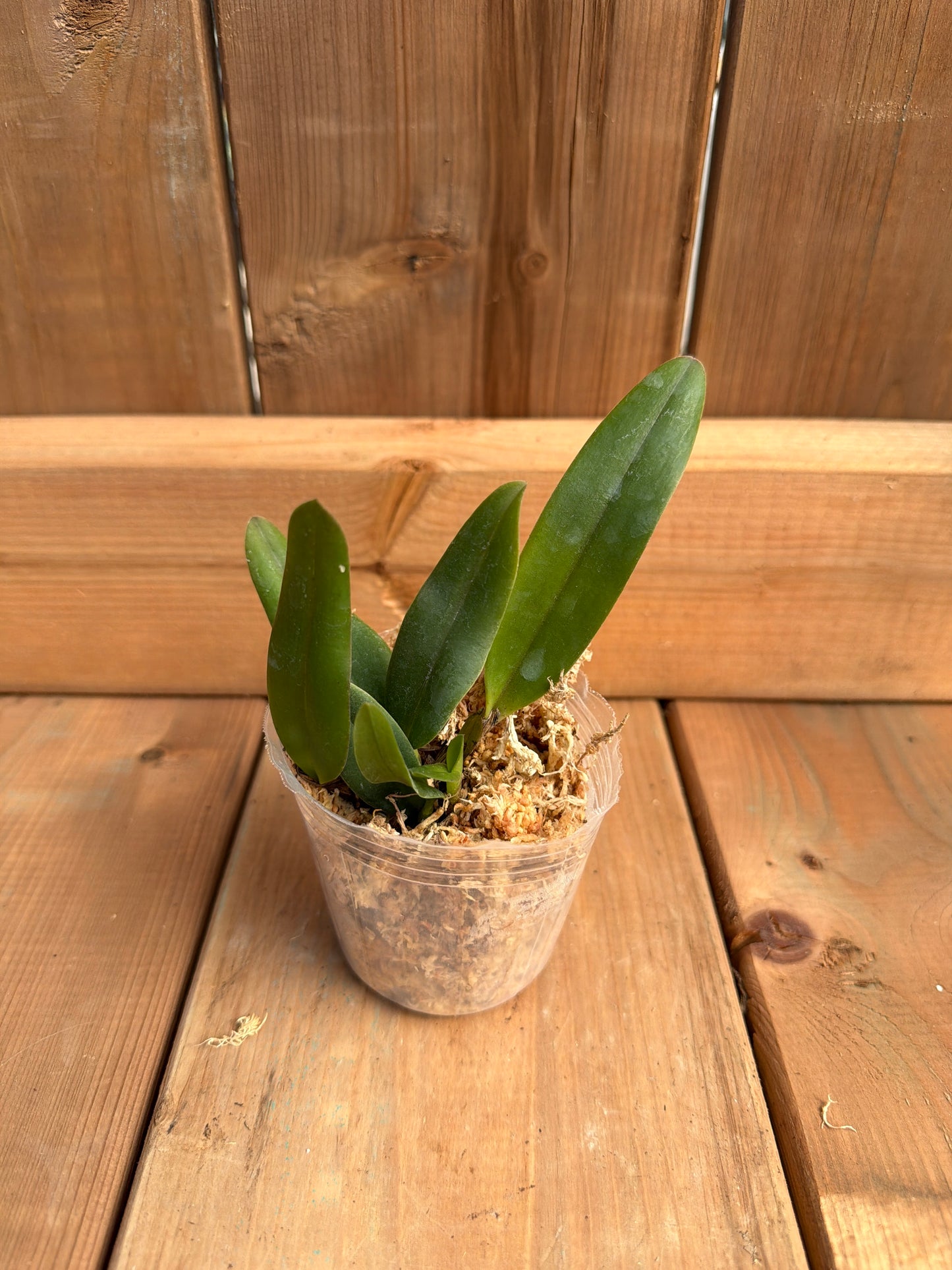 3" Cattleya Jungle Beau