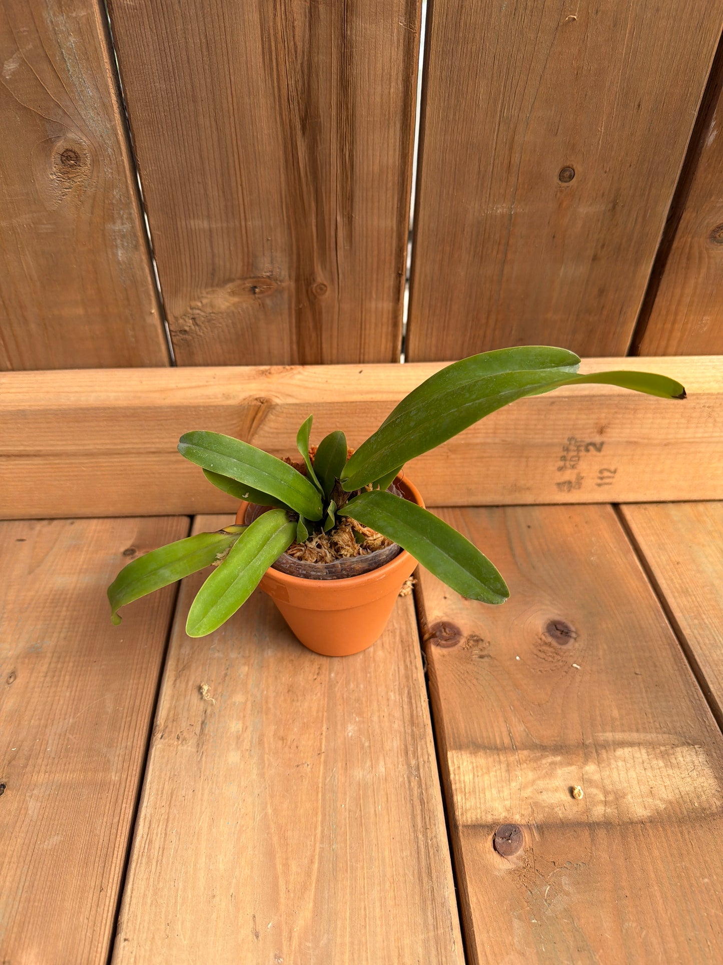 3" Cattleya dowiana f. aurea
