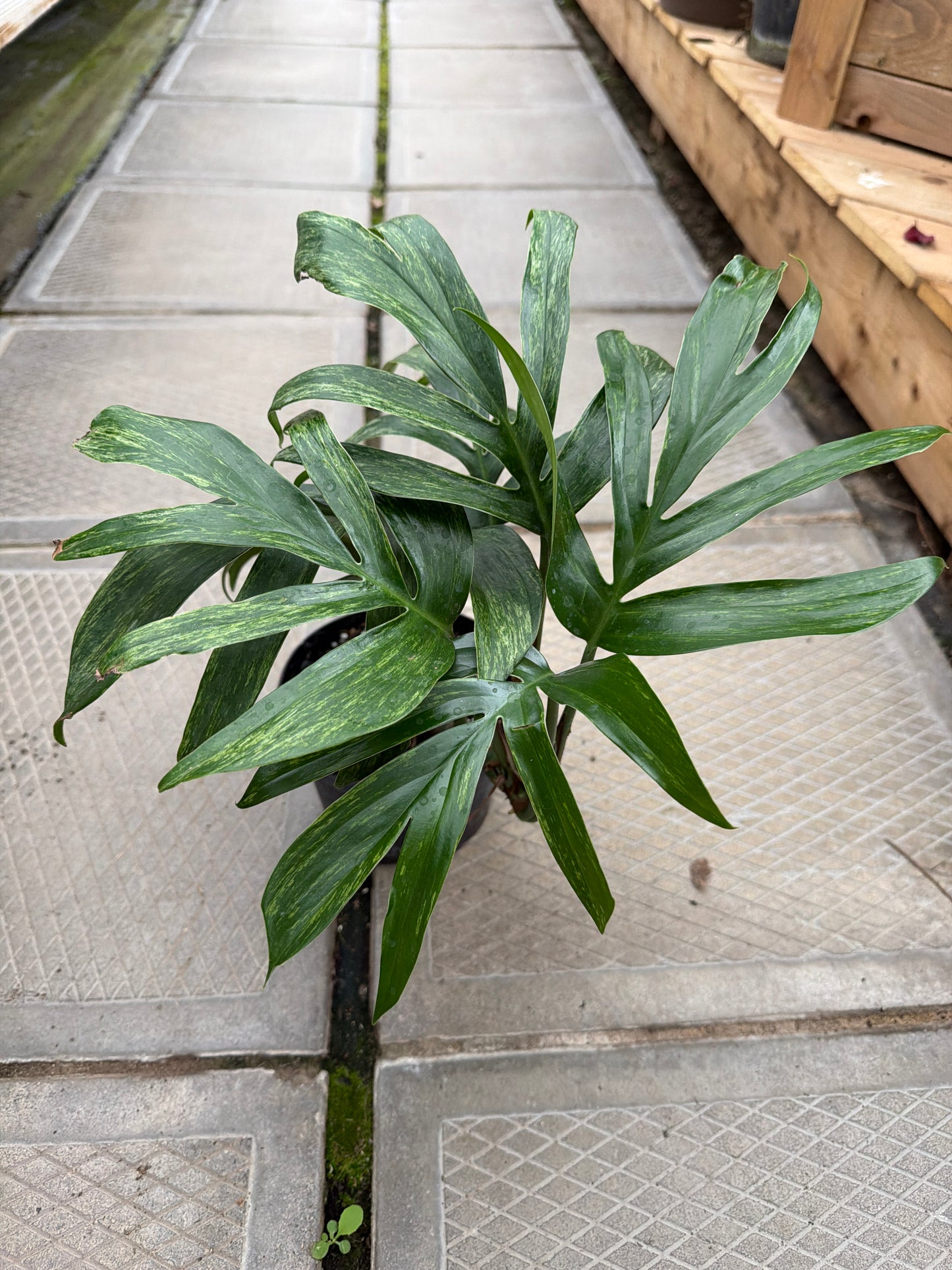 6" Rhaphidophora decursiva variegata
