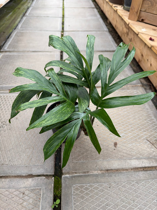 6" Rhaphidophora decursiva variegata