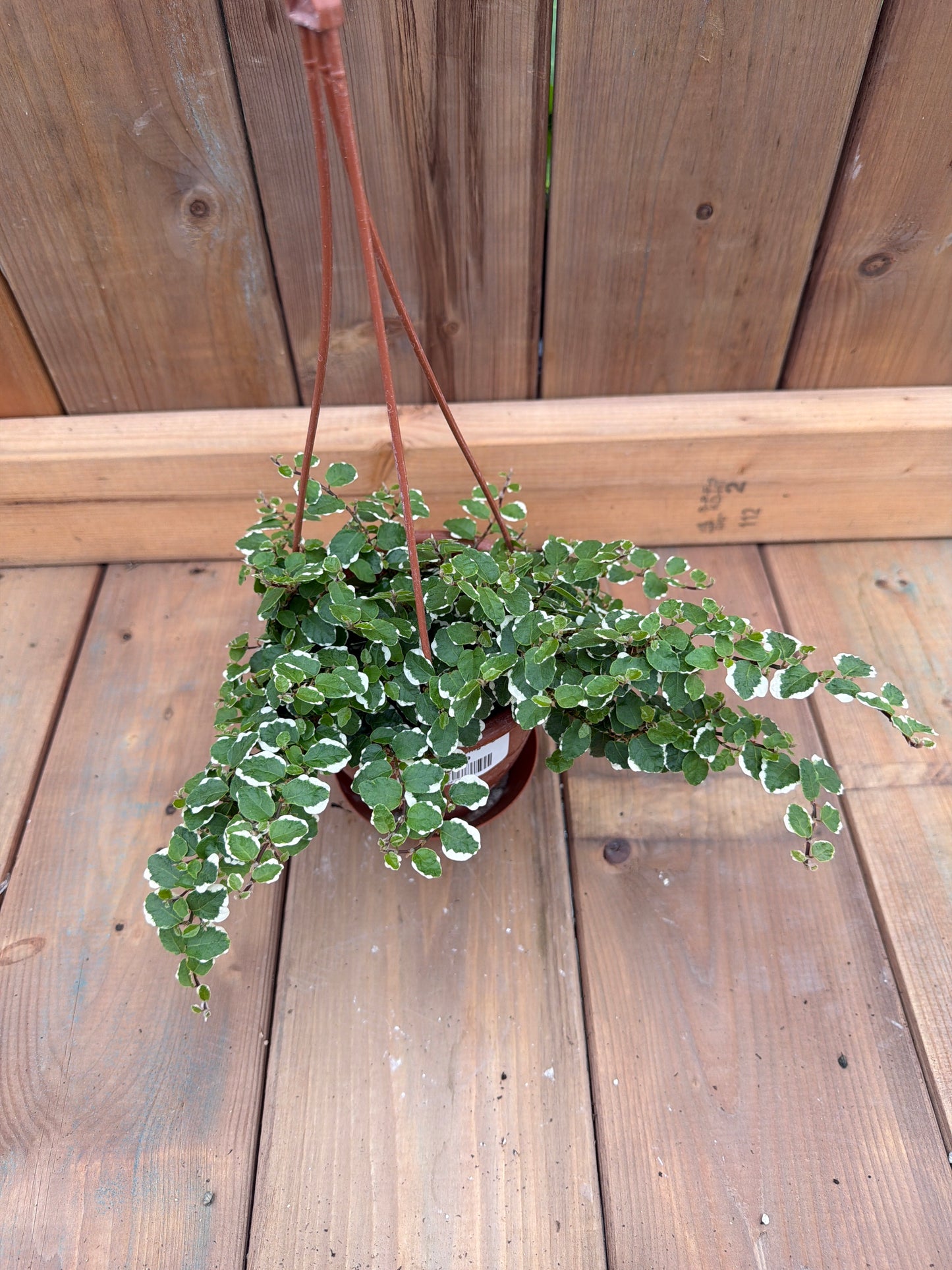 4” HB Creeping Fig (Ficus)