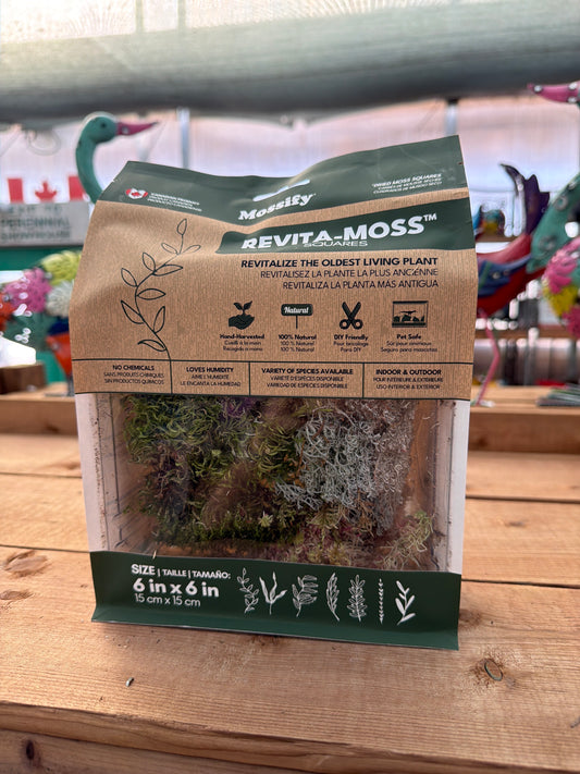Mossify Revitalize-Moss Squares (4pk)