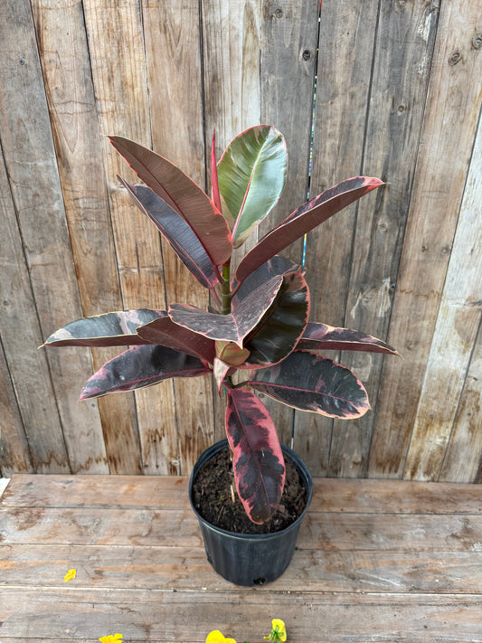 Ficus elastica ‘Ruby’ Standard Twist (10”, LOCAL PICK UP ONLY)