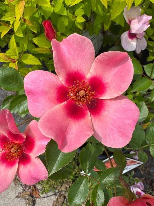 Rosa x Ringo All-Star™ PW® 1gal