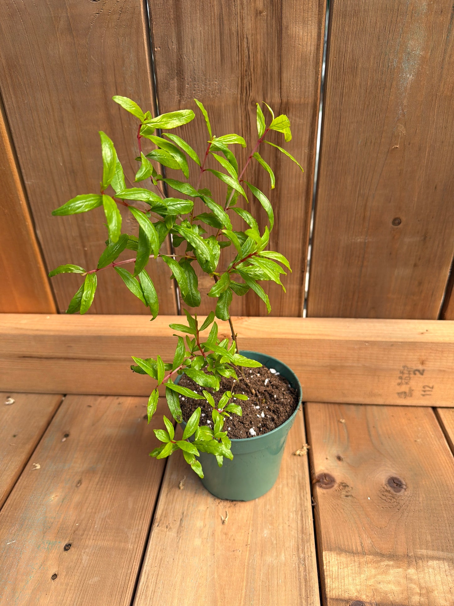 4.5" Pomegranate Seedling