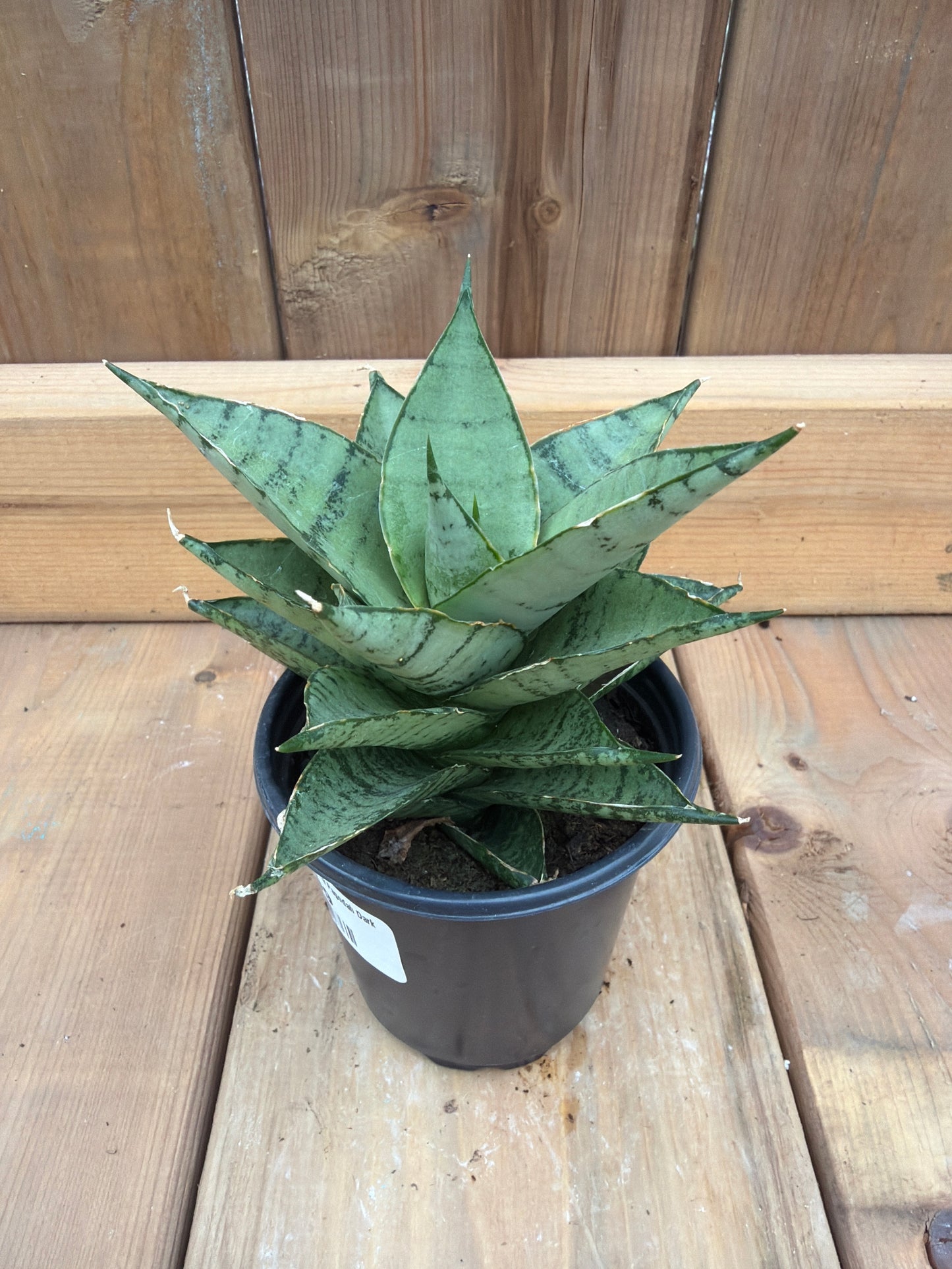 3.5" Sansevieria Pagodah Dark