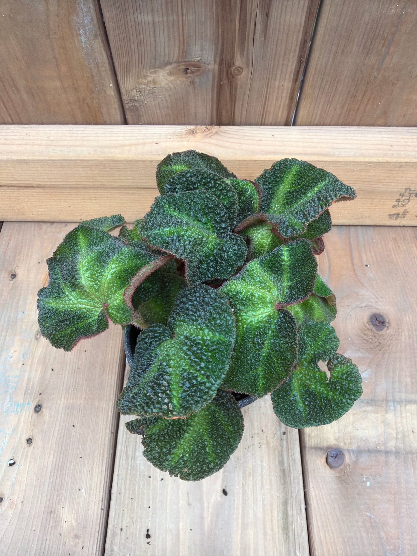 4" Begonia solimutata