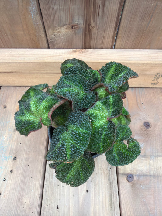4" Begonia solimutata