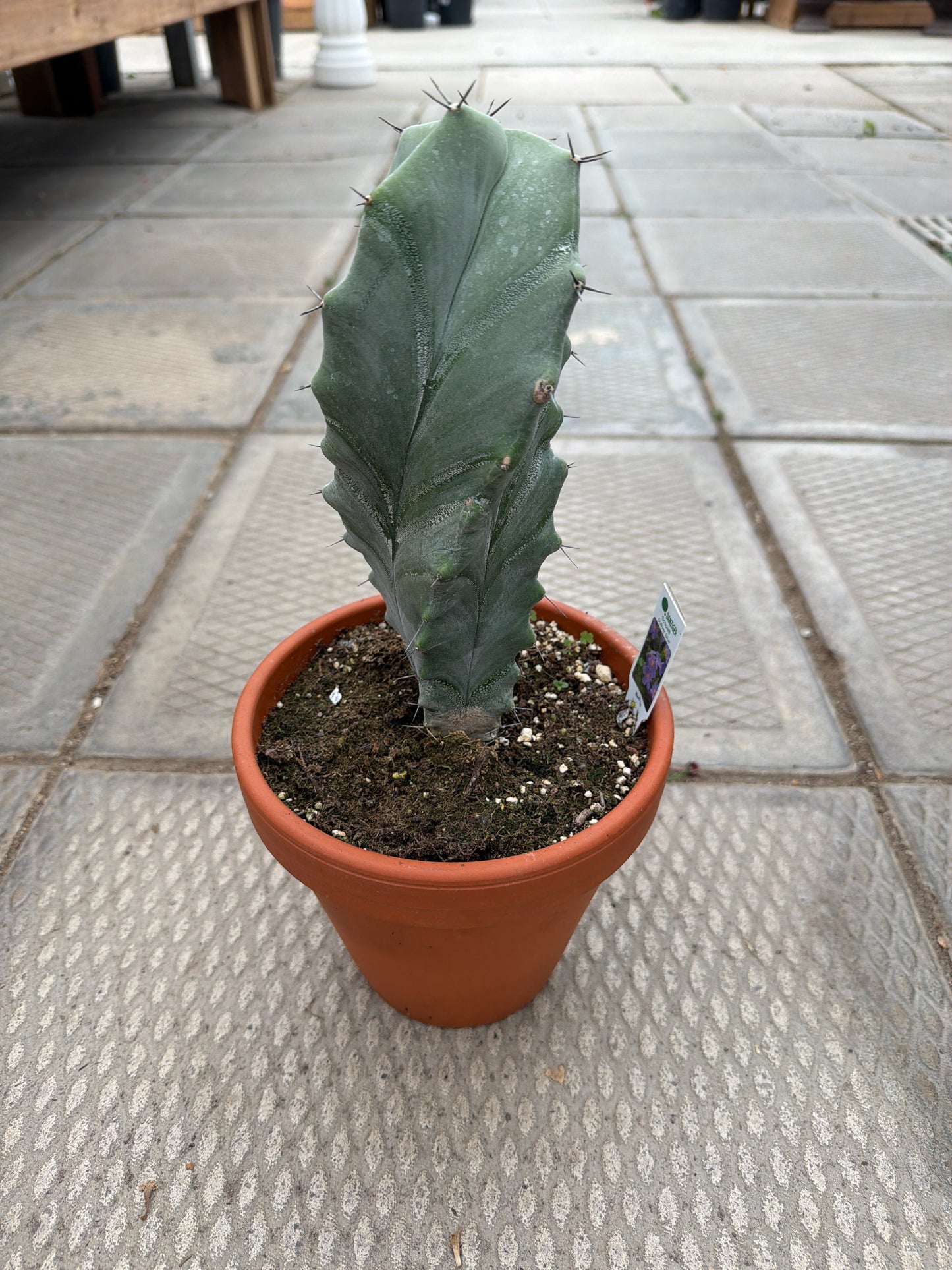 6" Stenocereus pruinosus