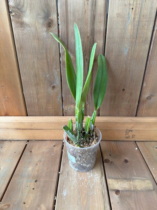 4.5" Cattleya trianae