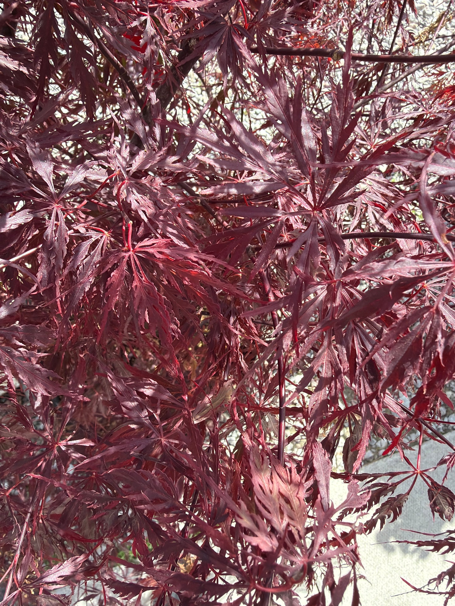 Japanese Maple Firecracker 10gal