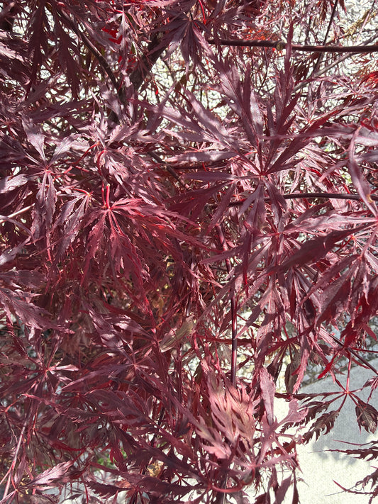 Japanese Maple Firecracker 10gal