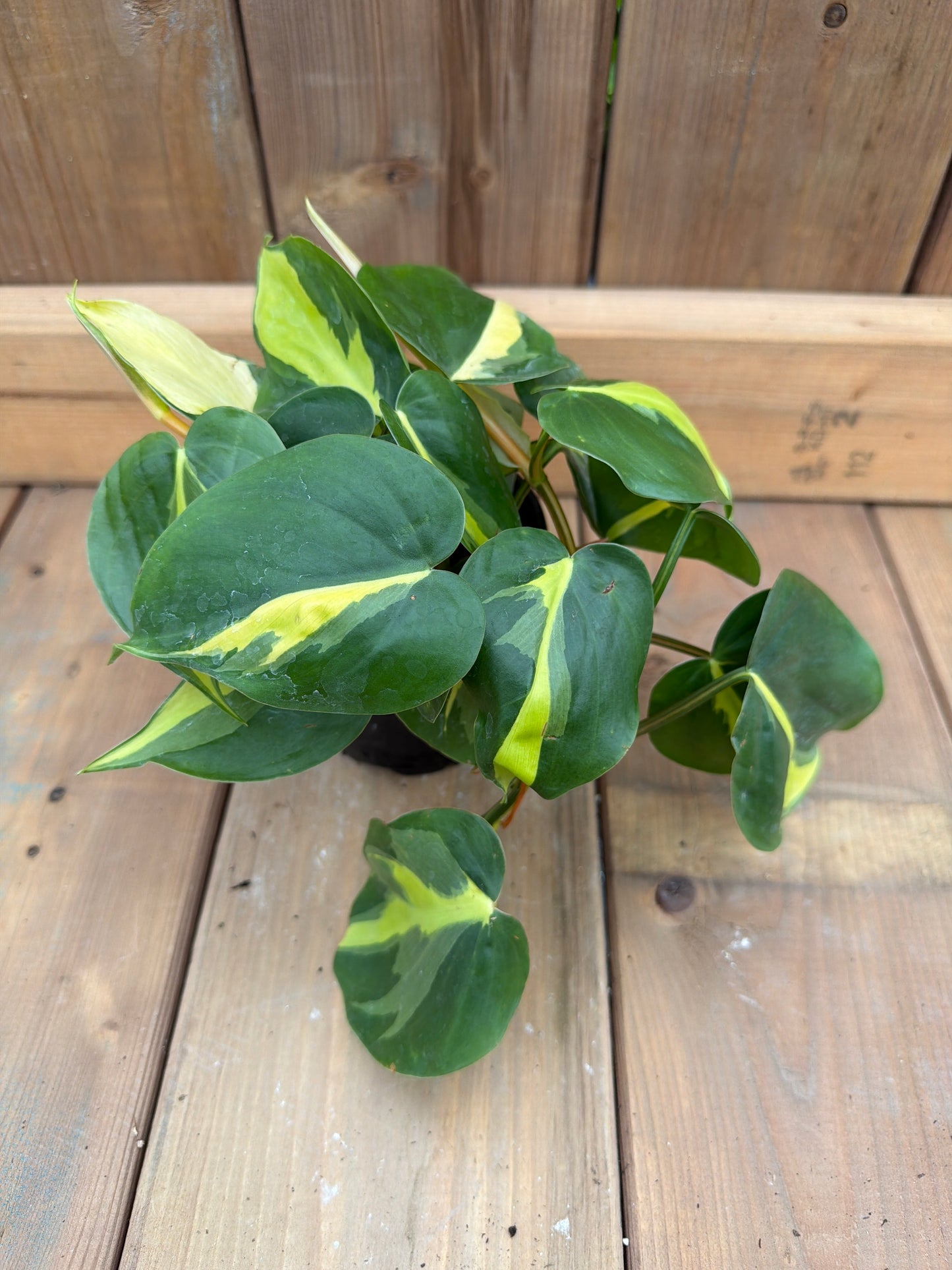 4" Philodendron 'Brasil'