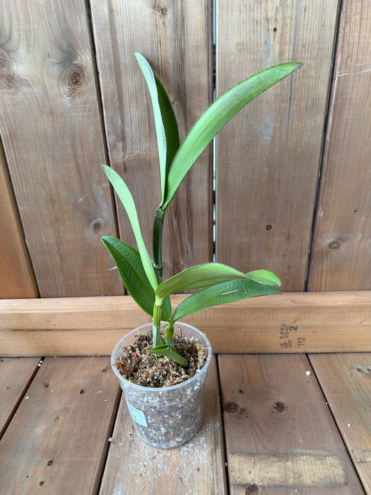 4.5" Cattleya amethystoglossa 'Pink' x 'Big'