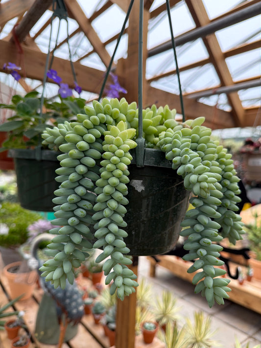 Burro’s Tail (5” HB, local pick up only)