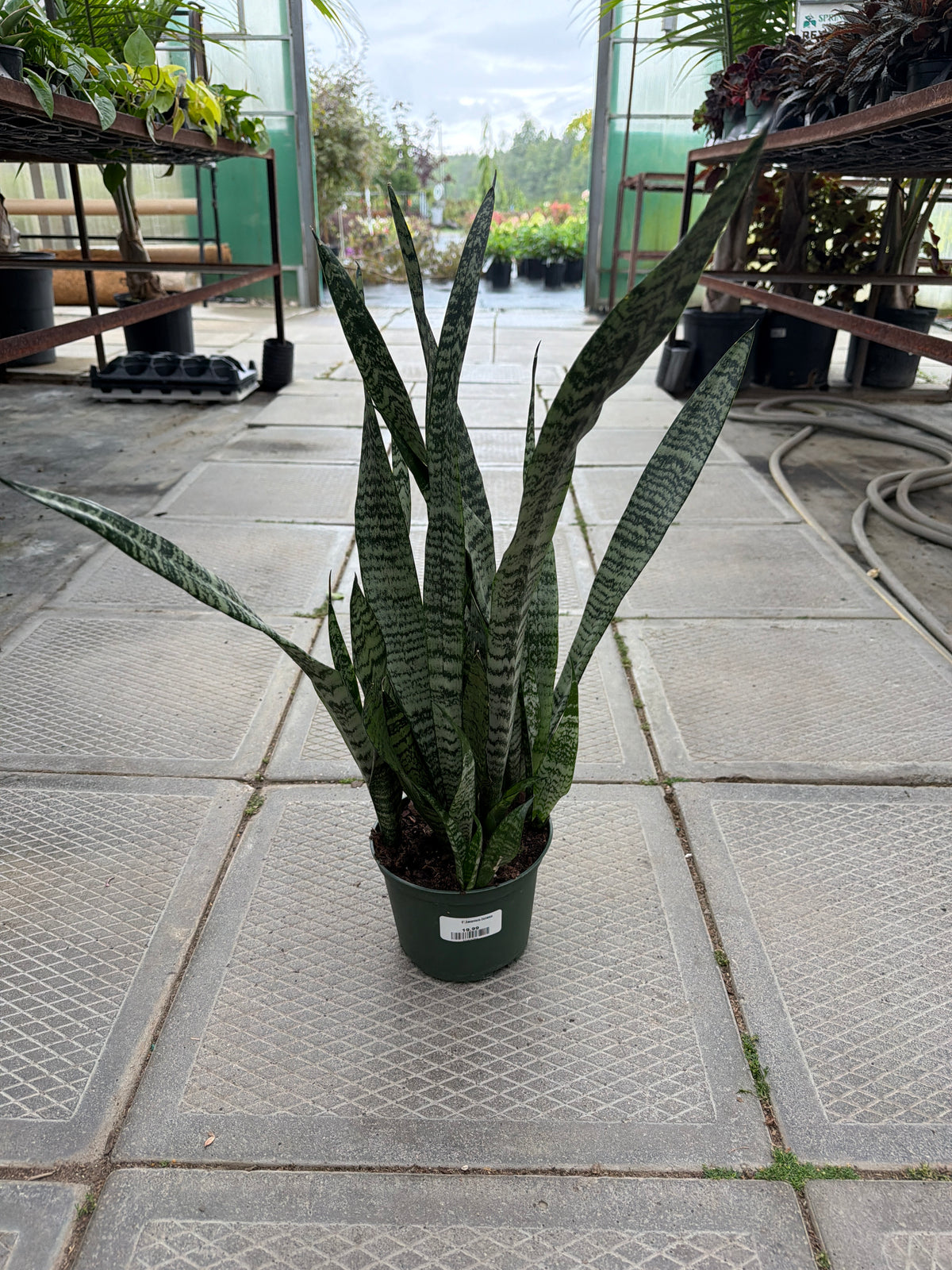 6" Sansevieria Zeylanica