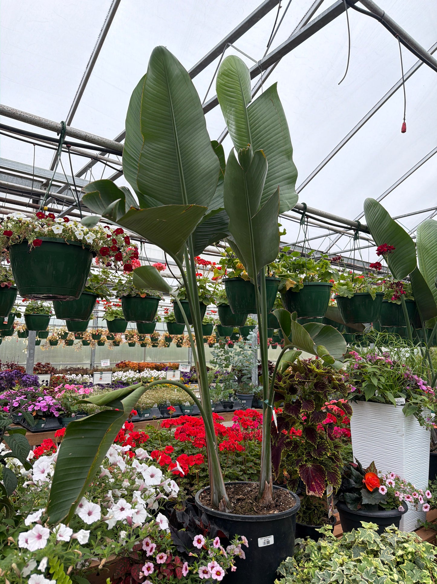 15" White Bird of Paradise (LOCAL PICK UP ONLY)