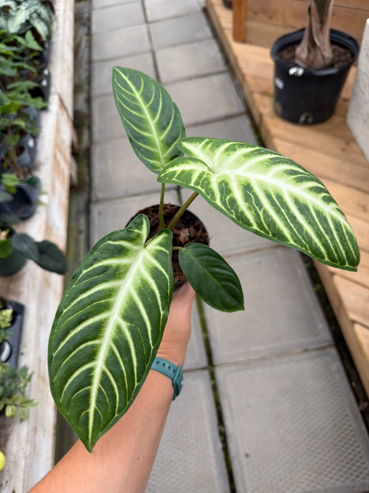 4" Xanthosoma lindenii