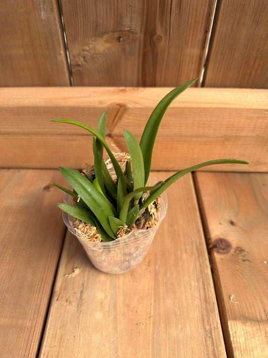 3" B. nodosa 'Panama Soiree' x C. wittigiana '150'